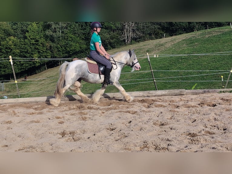 Cob Irlandese / Tinker / Gypsy Vanner Castrone 4 Anni 123 cm Pezzato in Morsbach