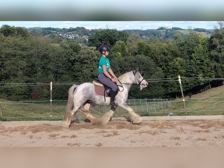 Cob Irlandese / Tinker / Gypsy Vanner Castrone 4 Anni 123 cm Pezzato in Morsbach