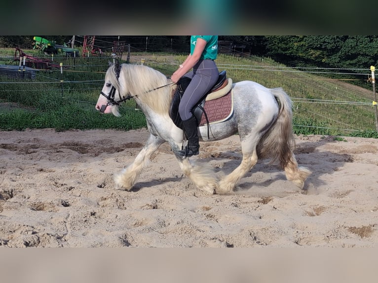 Cob Irlandese / Tinker / Gypsy Vanner Castrone 4 Anni 123 cm Pezzato in Morsbach