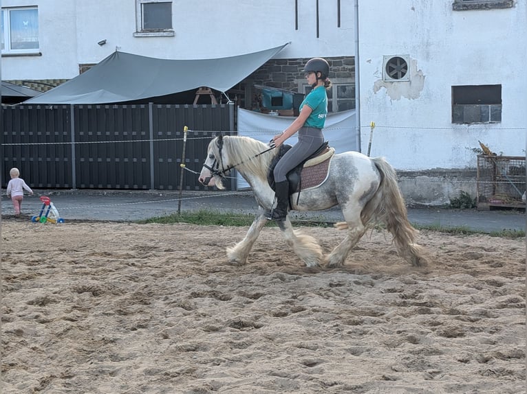 Cob Irlandese / Tinker / Gypsy Vanner Castrone 4 Anni 123 cm Pezzato in Morsbach