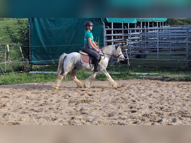 Cob Irlandese / Tinker / Gypsy Vanner Castrone 4 Anni 123 cm Pezzato in Morsbach