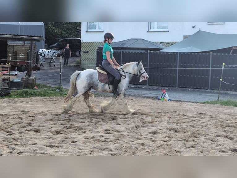 Cob Irlandese / Tinker / Gypsy Vanner Castrone 4 Anni 123 cm Pezzato in Morsbach