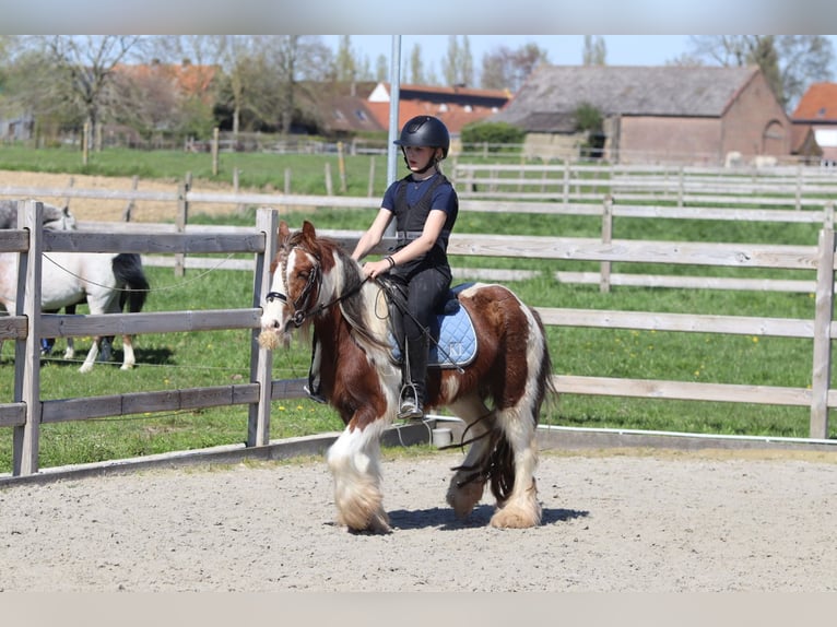 Cob Irlandese / Tinker / Gypsy Vanner Castrone 4 Anni 124 cm Pezzato in Pepingen