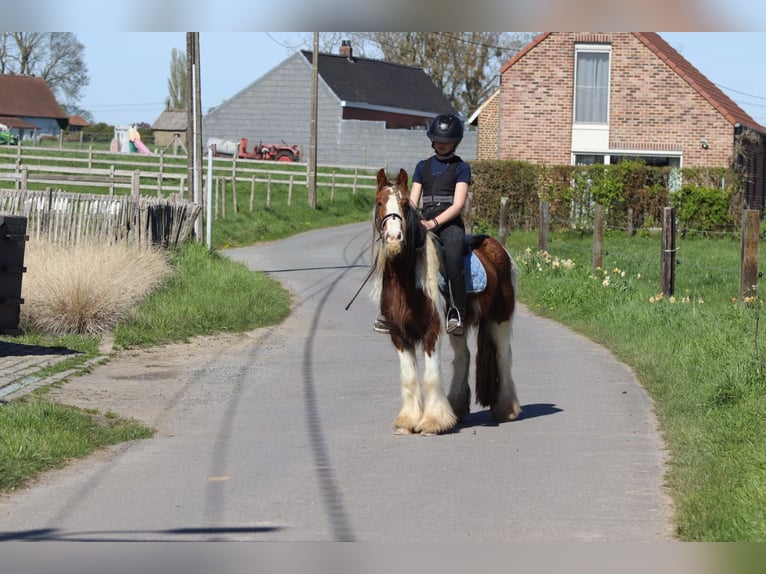 Cob Irlandese / Tinker / Gypsy Vanner Castrone 4 Anni 124 cm Pezzato in Pepingen
