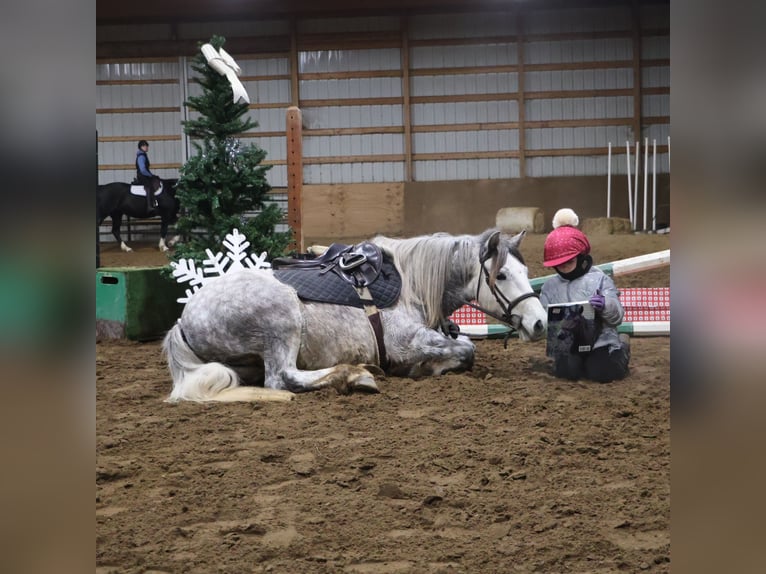 Cob Irlandese / Tinker / Gypsy Vanner Castrone 4 Anni 127 cm Grigio in Howell