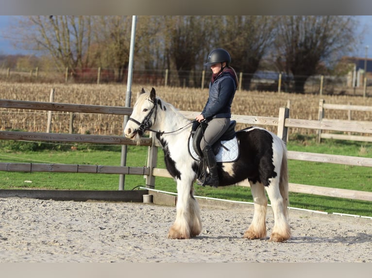 Cob Irlandese / Tinker / Gypsy Vanner Castrone 4 Anni 127 cm Pezzato in Bogaarden