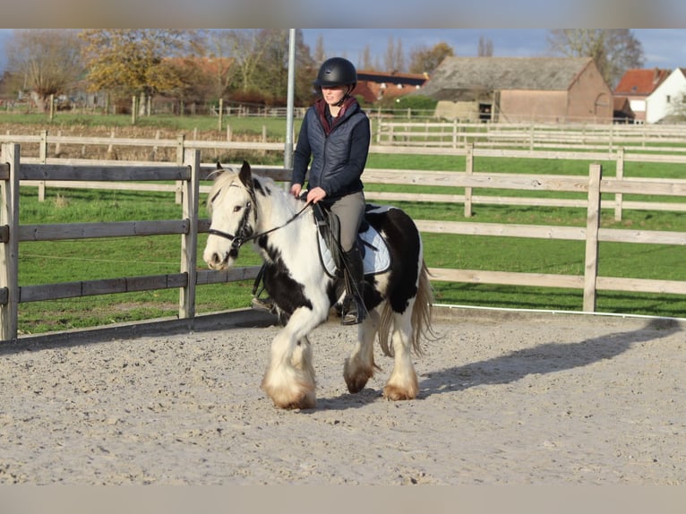 Cob Irlandese / Tinker / Gypsy Vanner Castrone 4 Anni 127 cm Pezzato in Bogaarden