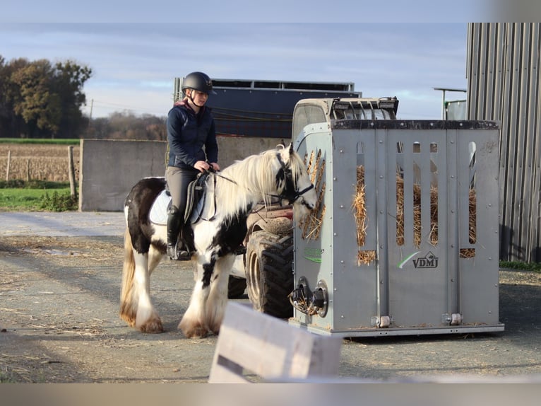 Cob Irlandese / Tinker / Gypsy Vanner Castrone 4 Anni 127 cm Pezzato in Bogaarden