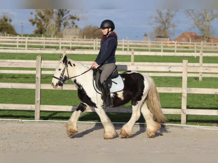 Cob Irlandese / Tinker / Gypsy Vanner Castrone 4 Anni 127 cm Pezzato in Bogaarden
