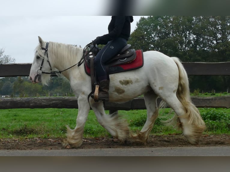 Cob Irlandese / Tinker / Gypsy Vanner Castrone 4 Anni 129 cm Champagne in Lathen