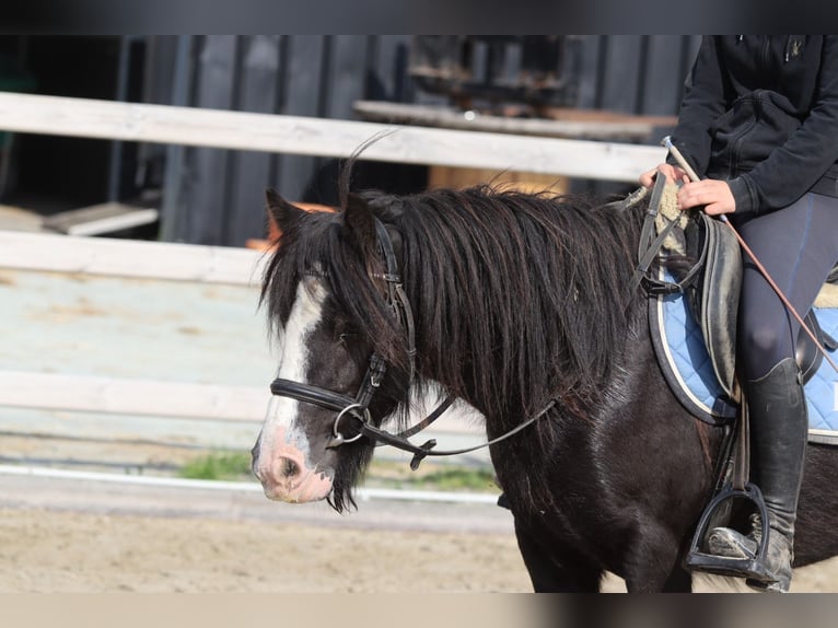 Cob Irlandese / Tinker / Gypsy Vanner Castrone 4 Anni 130 cm Morello in Bogaarden