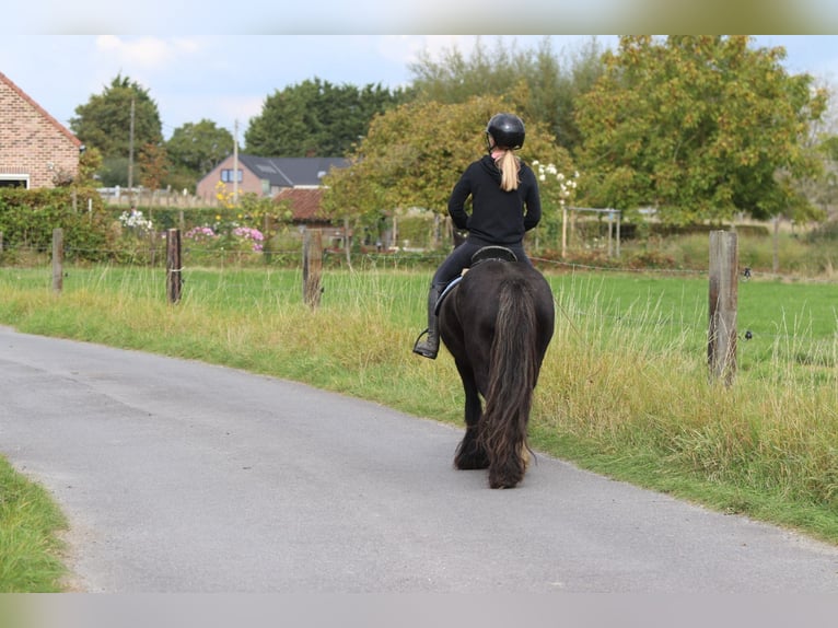 Cob Irlandese / Tinker / Gypsy Vanner Castrone 4 Anni 130 cm Morello in Bogaarden