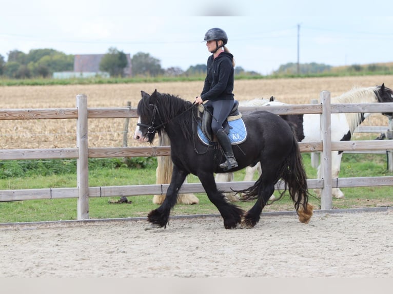 Cob Irlandese / Tinker / Gypsy Vanner Castrone 4 Anni 130 cm Morello in Bogaarden