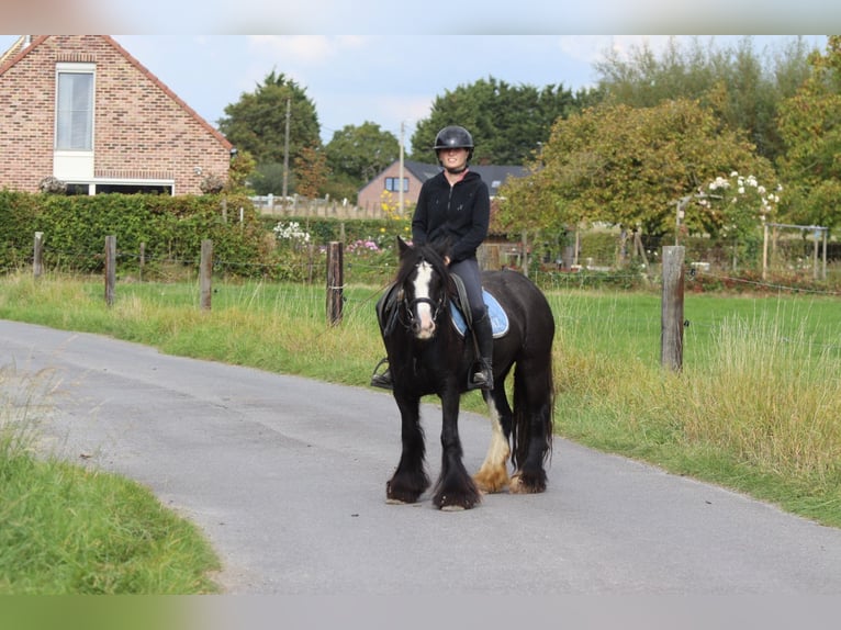 Cob Irlandese / Tinker / Gypsy Vanner Castrone 4 Anni 130 cm Morello in Bogaarden