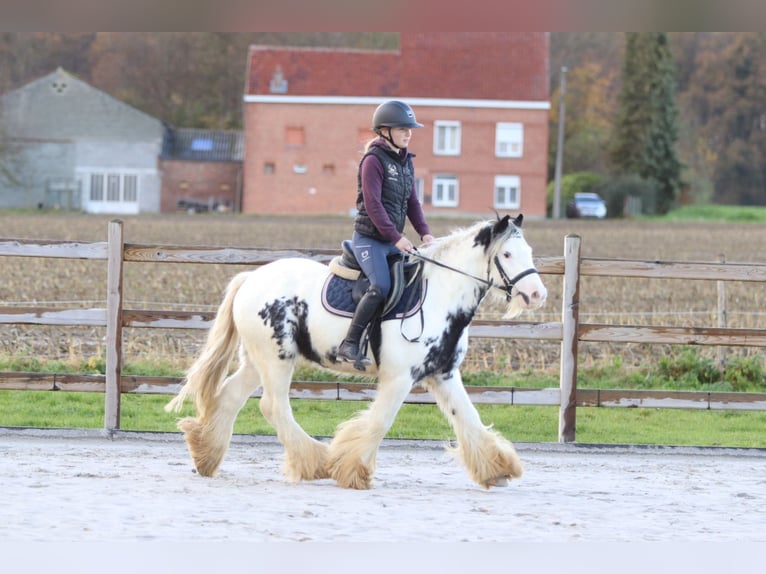 Cob Irlandese / Tinker / Gypsy Vanner Castrone 4 Anni 132 cm Pezzato in Bogaarden