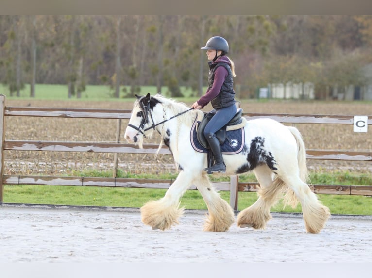 Cob Irlandese / Tinker / Gypsy Vanner Castrone 4 Anni 132 cm Pezzato in Bogaarden