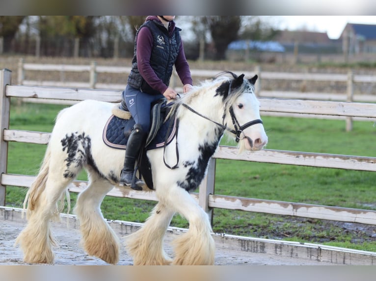 Cob Irlandese / Tinker / Gypsy Vanner Castrone 4 Anni 132 cm Pezzato in Bogaarden