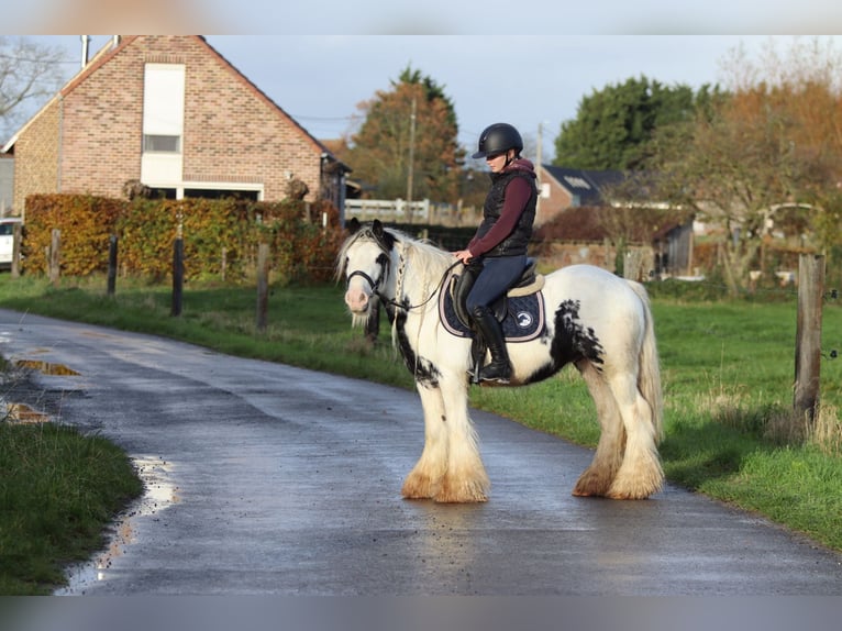 Cob Irlandese / Tinker / Gypsy Vanner Castrone 4 Anni 132 cm Pezzato in Bogaarden