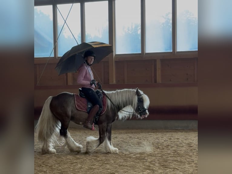 Cob Irlandese / Tinker / Gypsy Vanner Castrone 4 Anni 132 cm Sauro scuro in Achstetten