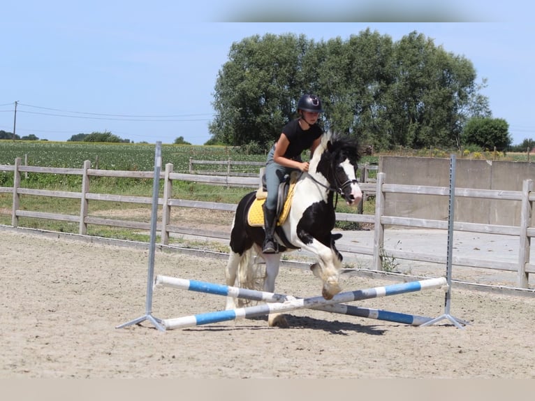 Cob Irlandese / Tinker / Gypsy Vanner Castrone 4 Anni 133 cm Pezzato in Pepingen