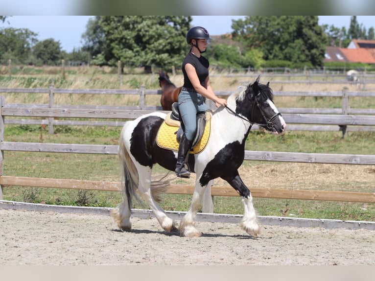 Cob Irlandese / Tinker / Gypsy Vanner Castrone 4 Anni 133 cm Pezzato in Pepingen