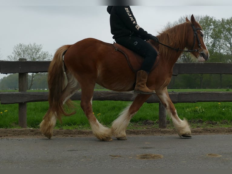 Cob Irlandese / Tinker / Gypsy Vanner Castrone 4 Anni 135 cm Sauro in Lathen
