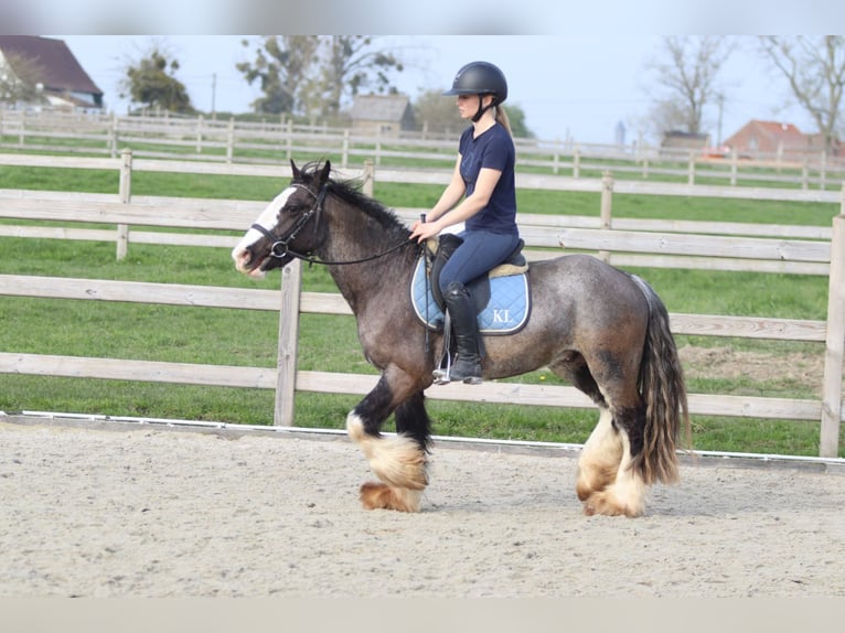 Cob Irlandese / Tinker / Gypsy Vanner Castrone 4 Anni 136 cm Morello in Pepingen