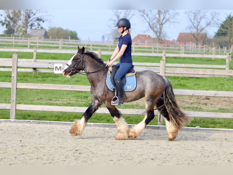Cob Irlandese / Tinker / Gypsy Vanner Castrone 4 Anni 136 cm Morello in Pepingen