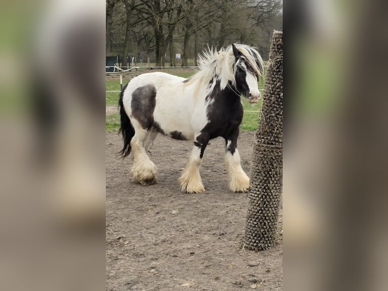 Cob Irlandese / Tinker / Gypsy Vanner Castrone 4 Anni 136 cm Pezzato in Coswig