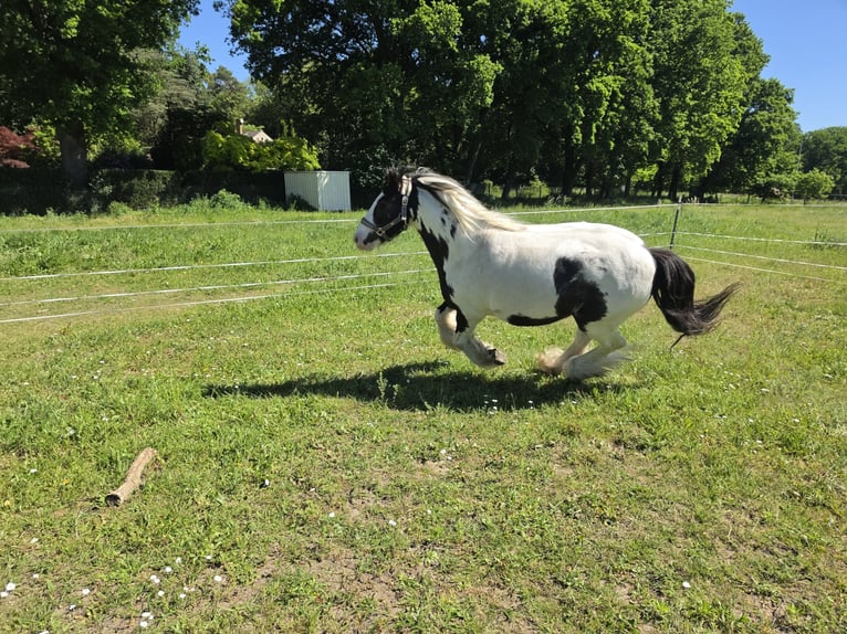 Cob Irlandese / Tinker / Gypsy Vanner Castrone 4 Anni 136 cm Pezzato in Coswig