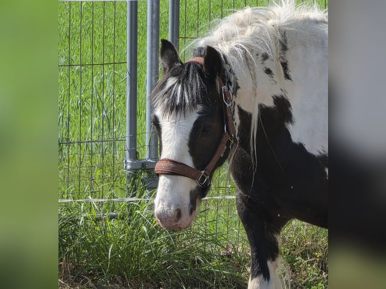 Cob Irlandese / Tinker / Gypsy Vanner Castrone 4 Anni 136 cm Pezzato in Coswig