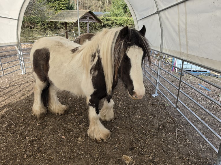 Cob Irlandese / Tinker / Gypsy Vanner Castrone 4 Anni 136 cm Pezzato in Coswig