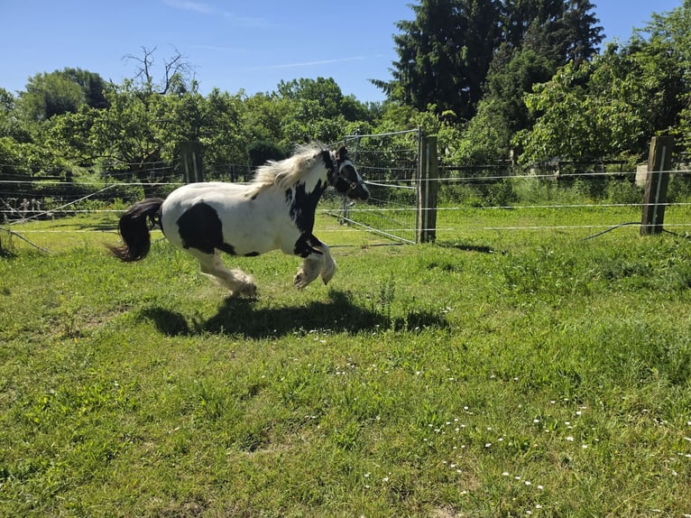 Cob Irlandese / Tinker / Gypsy Vanner Castrone 4 Anni 136 cm Pezzato in Coswig