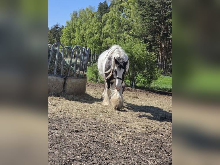 Cob Irlandese / Tinker / Gypsy Vanner Castrone 4 Anni 136 cm Pezzato in Coswig
