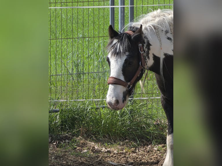 Cob Irlandese / Tinker / Gypsy Vanner Castrone 4 Anni 136 cm Pezzato in Coswig