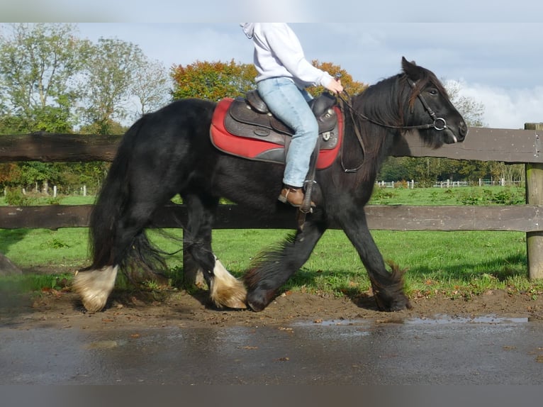 Cob Irlandese / Tinker / Gypsy Vanner Castrone 4 Anni 137 cm Morello in Lathen
