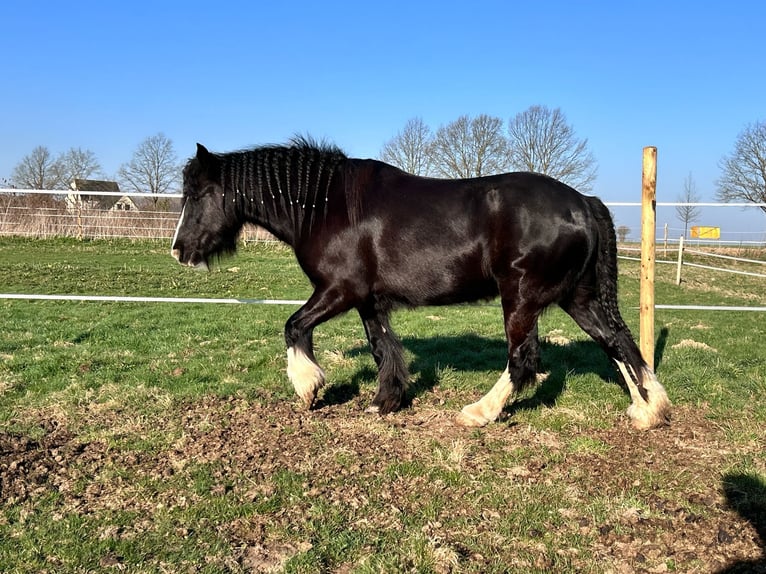 Cob Irlandese / Tinker / Gypsy Vanner Castrone 4 Anni 137 cm Morello in Lippstadt Cob Irlandese / Tinker / Gypsy Vanner Castrone 4 Anni 137 cm Morello in Lippstadt