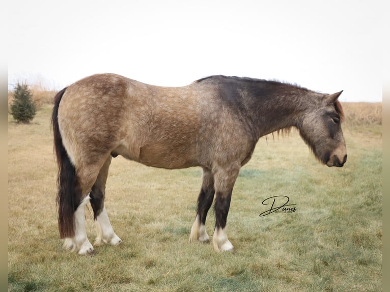Cob Irlandese / Tinker / Gypsy Vanner Mix Castrone 4 Anni 137 cm Pelle di daino in Thedford
