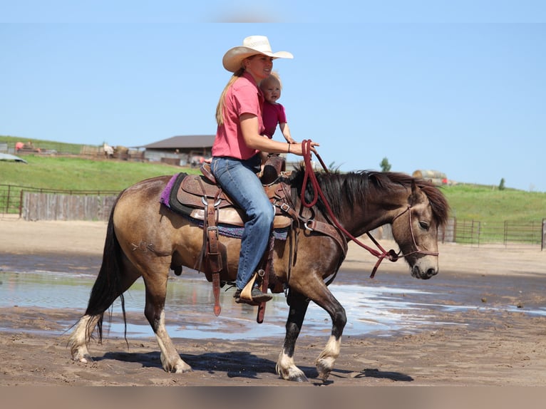 Cob Irlandese / Tinker / Gypsy Vanner Mix Castrone 4 Anni 137 cm Pelle di daino in Thedford