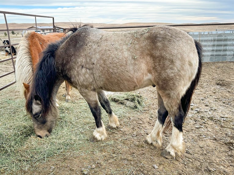 Cob Irlandese / Tinker / Gypsy Vanner Mix Castrone 4 Anni 137 cm Pelle di daino in Thedford