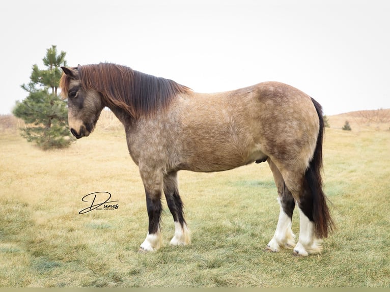 Cob Irlandese / Tinker / Gypsy Vanner Mix Castrone 4 Anni 137 cm Pelle di daino in Thedford
