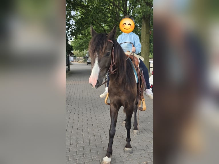 Cob Irlandese / Tinker / Gypsy Vanner Mix Castrone 4 Anni 140 cm Baio nero in Olfen