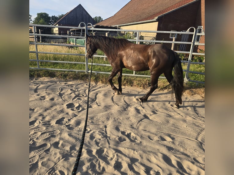 Cob Irlandese / Tinker / Gypsy Vanner Mix Castrone 4 Anni 140 cm Baio nero in Olfen