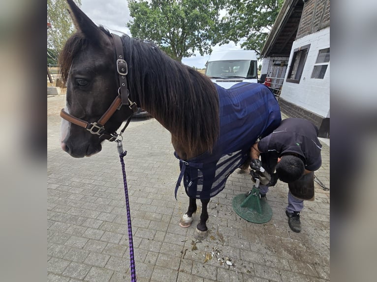 Cob Irlandese / Tinker / Gypsy Vanner Mix Castrone 4 Anni 140 cm Baio nero in Olfen