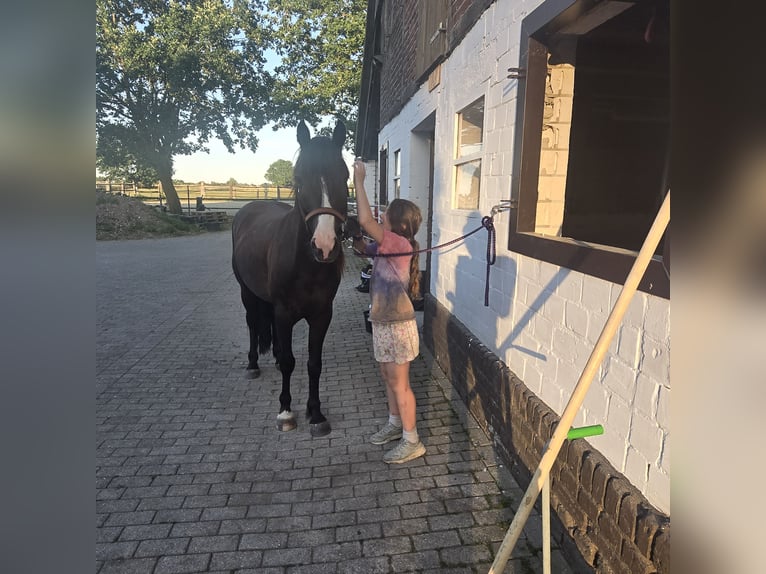 Cob Irlandese / Tinker / Gypsy Vanner Mix Castrone 4 Anni 140 cm Baio nero in Olfen
