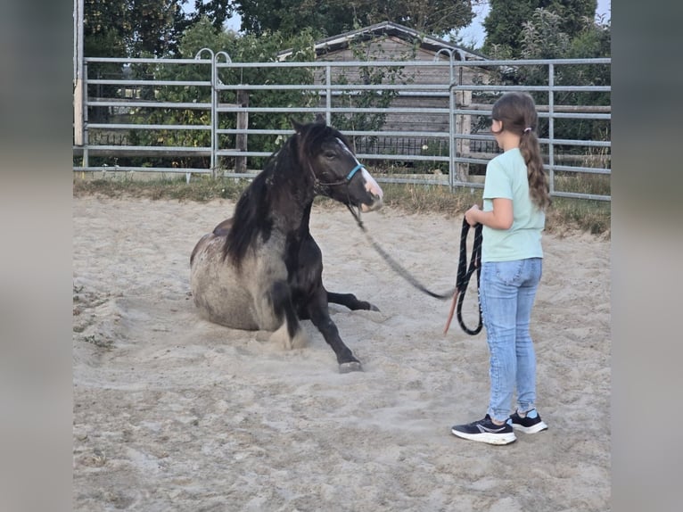 Cob Irlandese / Tinker / Gypsy Vanner Mix Castrone 4 Anni 140 cm Baio nero in Olfen