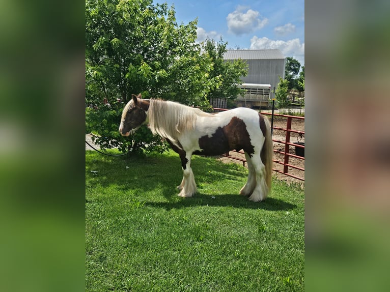 Cob Irlandese / Tinker / Gypsy Vanner Castrone 4 Anni 140 cm Pezzato in New York