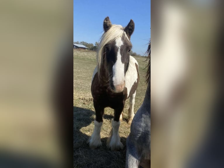 Cob Irlandese / Tinker / Gypsy Vanner Castrone 4 Anni 140 cm Pezzato in New York