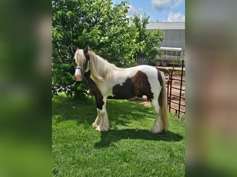 Cob Irlandese / Tinker / Gypsy Vanner Castrone 4 Anni 140 cm Pezzato in New York