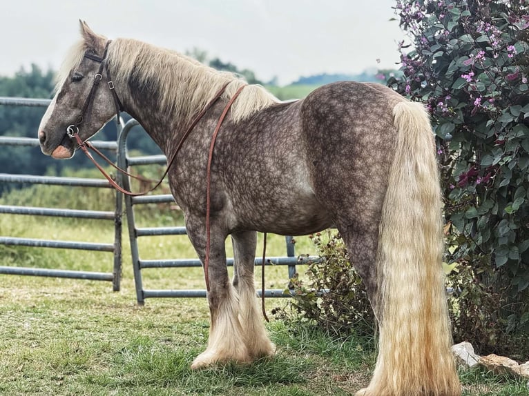 Cob Irlandese / Tinker / Gypsy Vanner Castrone 4 Anni 142 cm Grigio pezzato in Harrogate